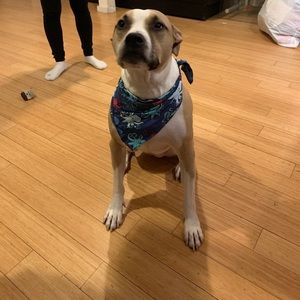 Meet your Posher, Benson